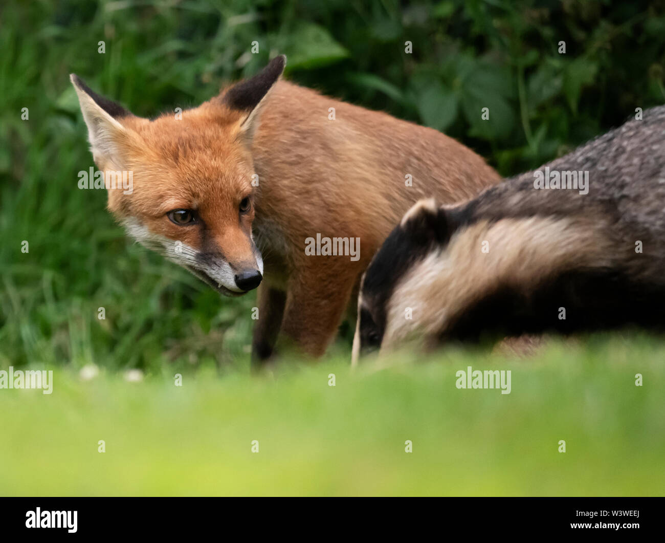 Eine wilde Red Fox (Vulpes vulpes) & Dachs (Meles meles) Nahrungssuche am späten Abend, Warwickshire Stockfoto