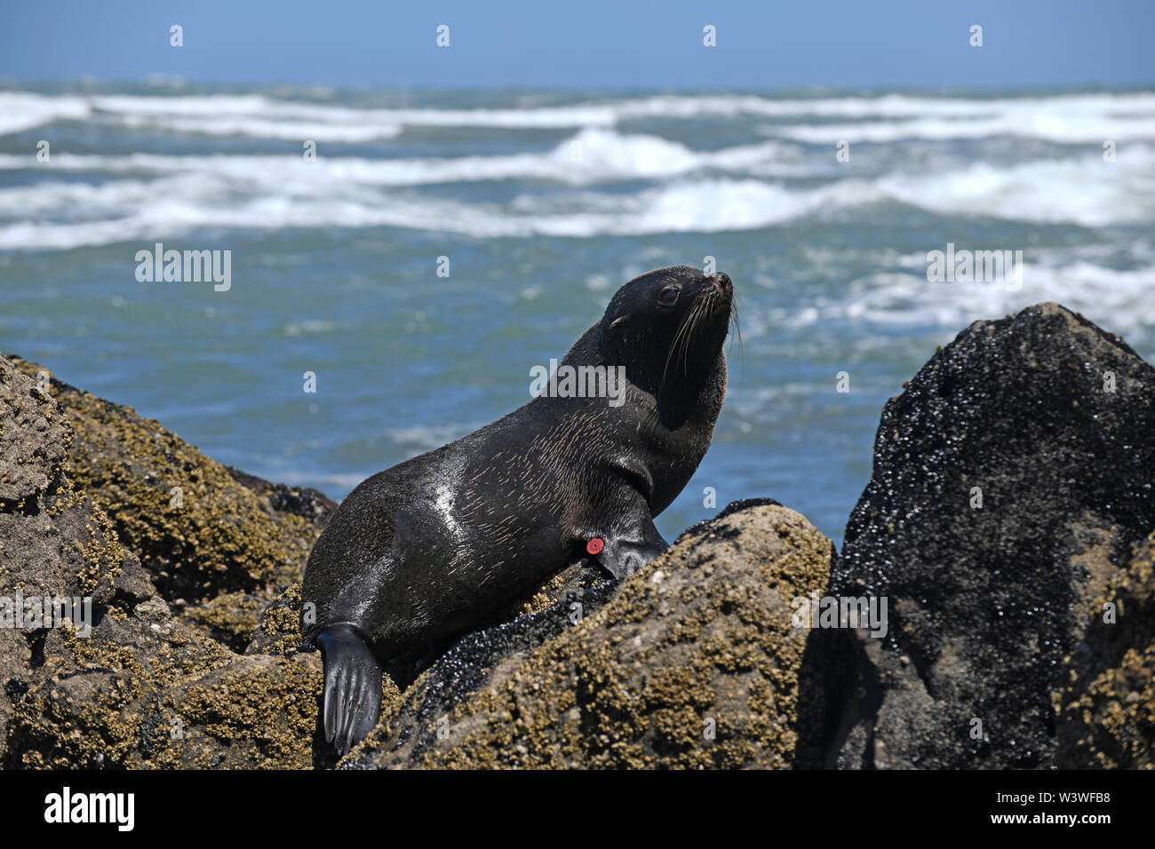 A New Zealand fur Seal, Arctocephalus forsteri, am Cape Foulwind an der Westküste von Neuseeland. Stockfoto