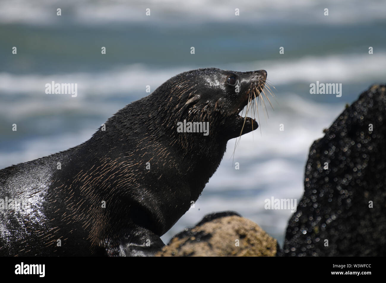 A New Zealand fur Seal, Arctocephalus forsteri, am Cape Foulwind an der Westküste von Neuseeland. Stockfoto