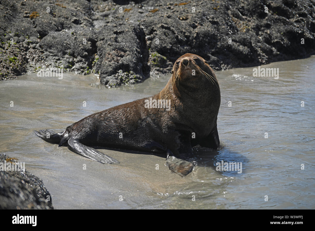 A New Zealand fur Seal, Arctocephalus forsteri, am Cape Foulwind an der Westküste von Neuseeland. Stockfoto