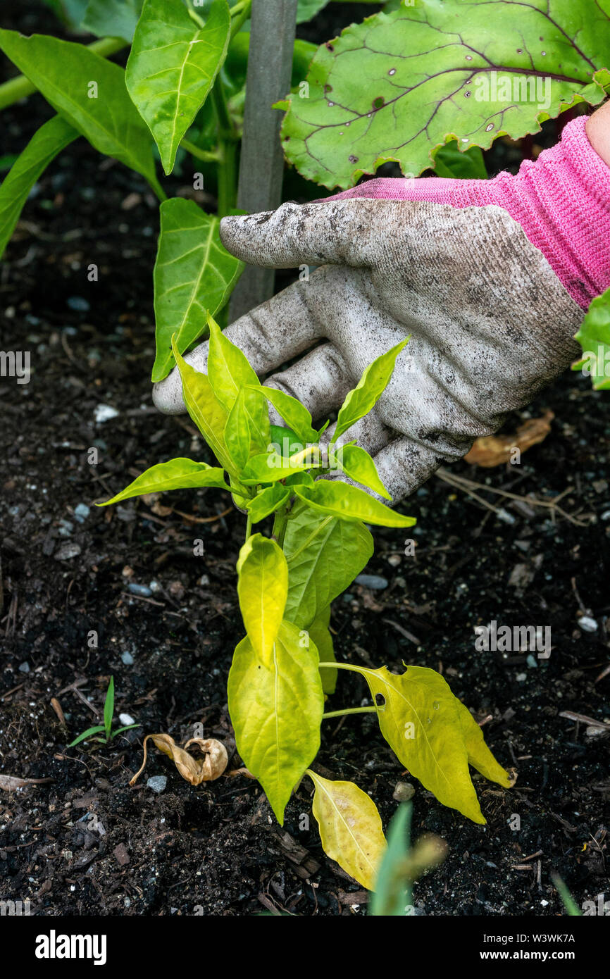 Eine Frau zeigt off ein jalepeno Pflanze in ihrem Garten Gemüsegarten. Stockfoto