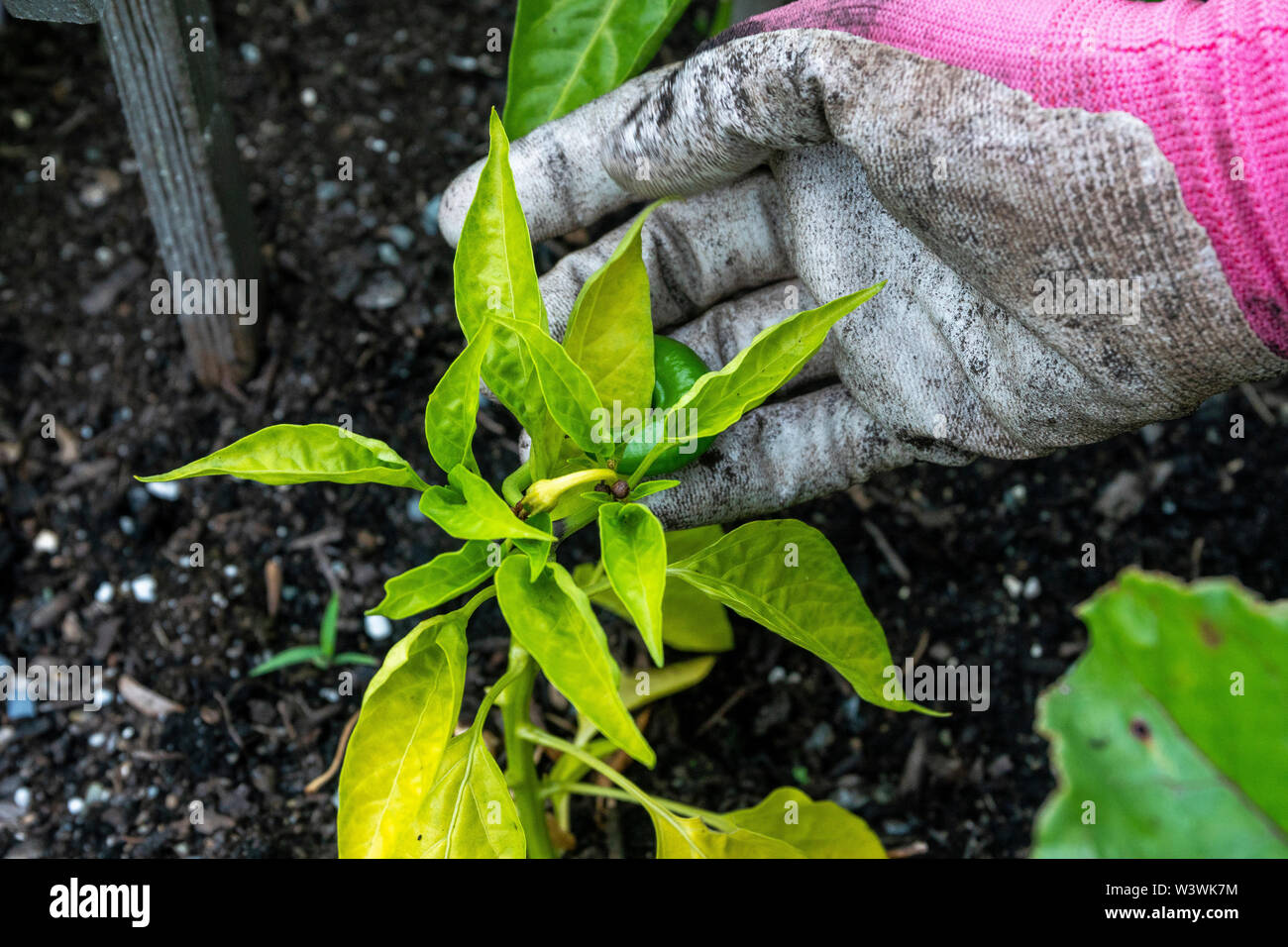 Eine Frau zeigt off ein jalepeno Pflanze in ihrem Garten Gemüsegarten. Stockfoto