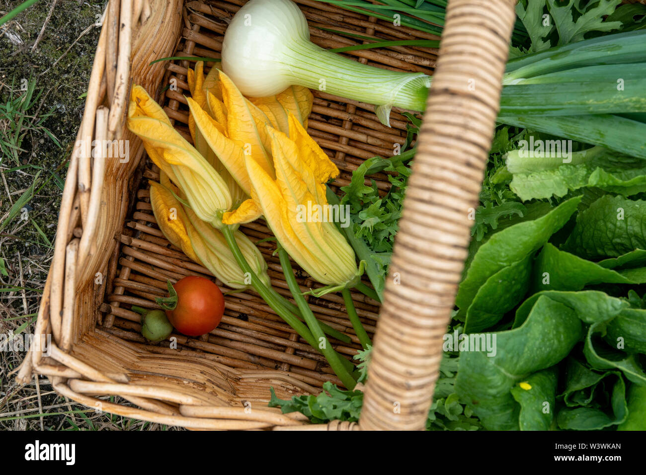 Frisches Gemüse aus dem Garten geerntet und im Korb zu genießen. Stockfoto