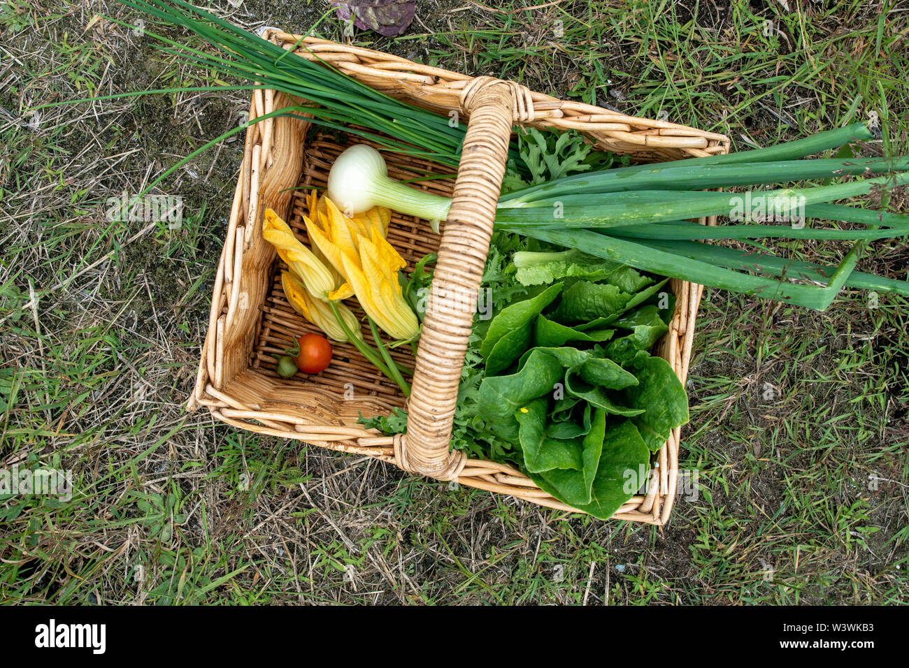Frisches Gemüse aus dem Garten geerntet und im Korb zu genießen. Stockfoto