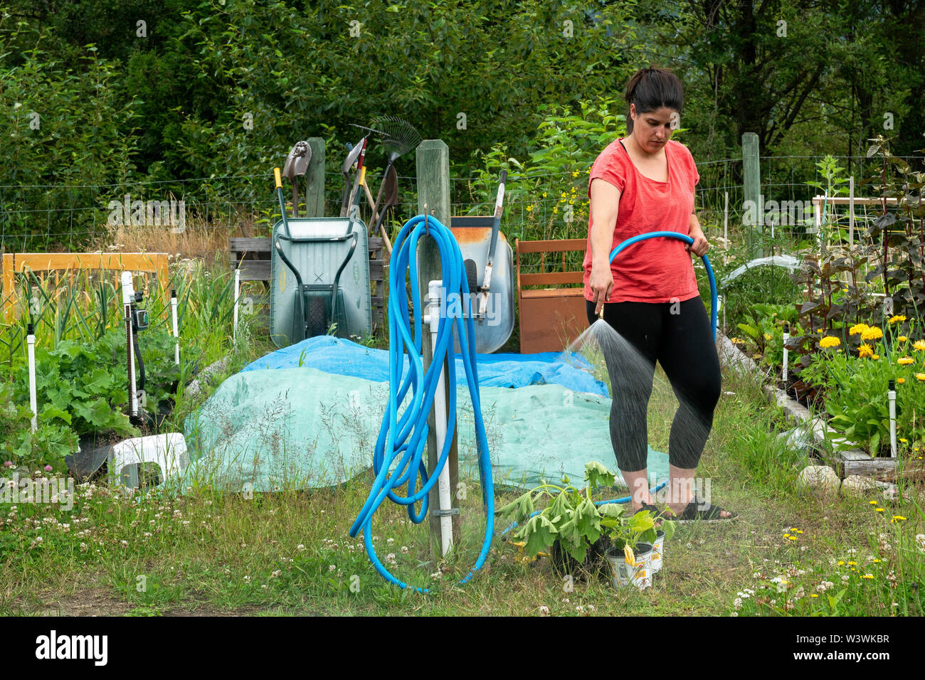 Mittlere Länge der Frauen die Bewässerung eine zucchinni Pflanze in Ihrem Gemüsegarten. Stockfoto