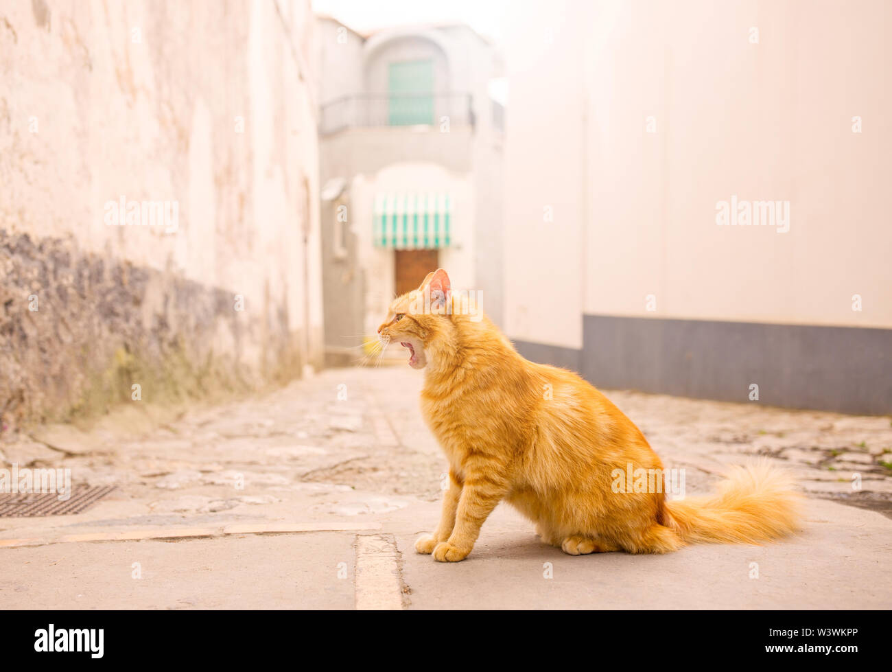 Katzen von Anacapri Stockfoto