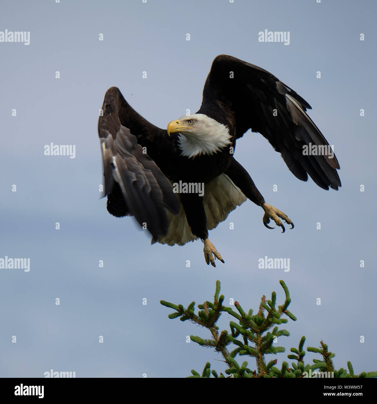 American Eagle steigt mit Talons bereit Stockfoto