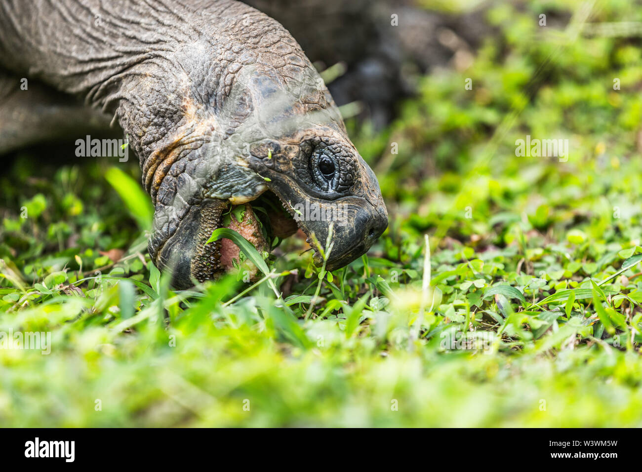 Galapagos Schildkröte essen Gras auf der Insel Santa Cruz in Galapagos Inseln. Galapagos Riesenschildkröten sind ikonisch zu und fand nur Galapagos. Die Tiere, die Natur und die Tierwelt von Galapagos Inseln. Stockfoto