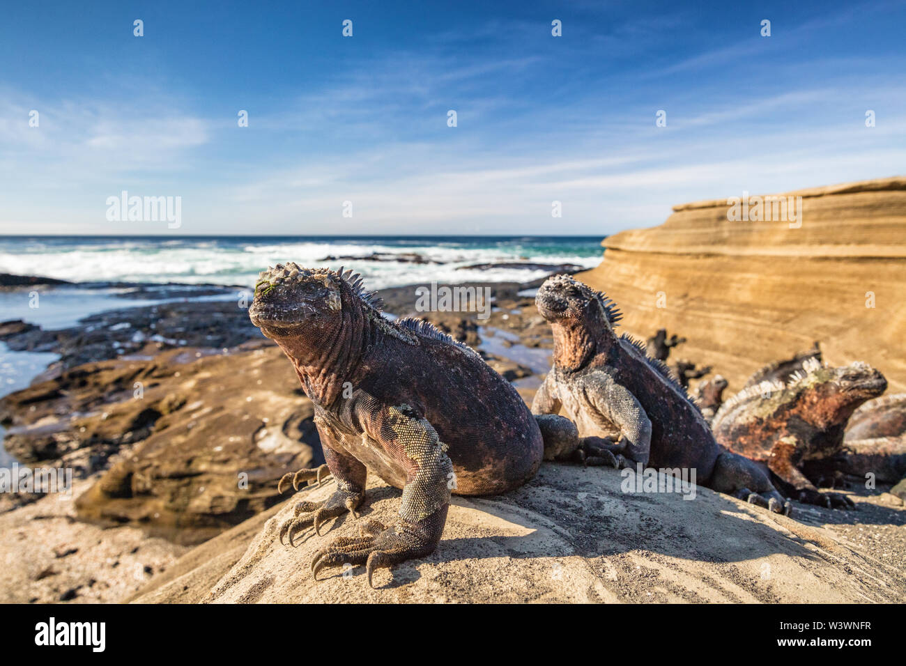 Galapagos Mariner Leguan - Leguane wärmen in der Sonne auf den vulkanischen Felsen auf Puerto Egas (Egas port) Insel Santiago, Ecuador. Erstaunliche Tierwelt Tiere auf Galapagos, Ecuador. Stockfoto