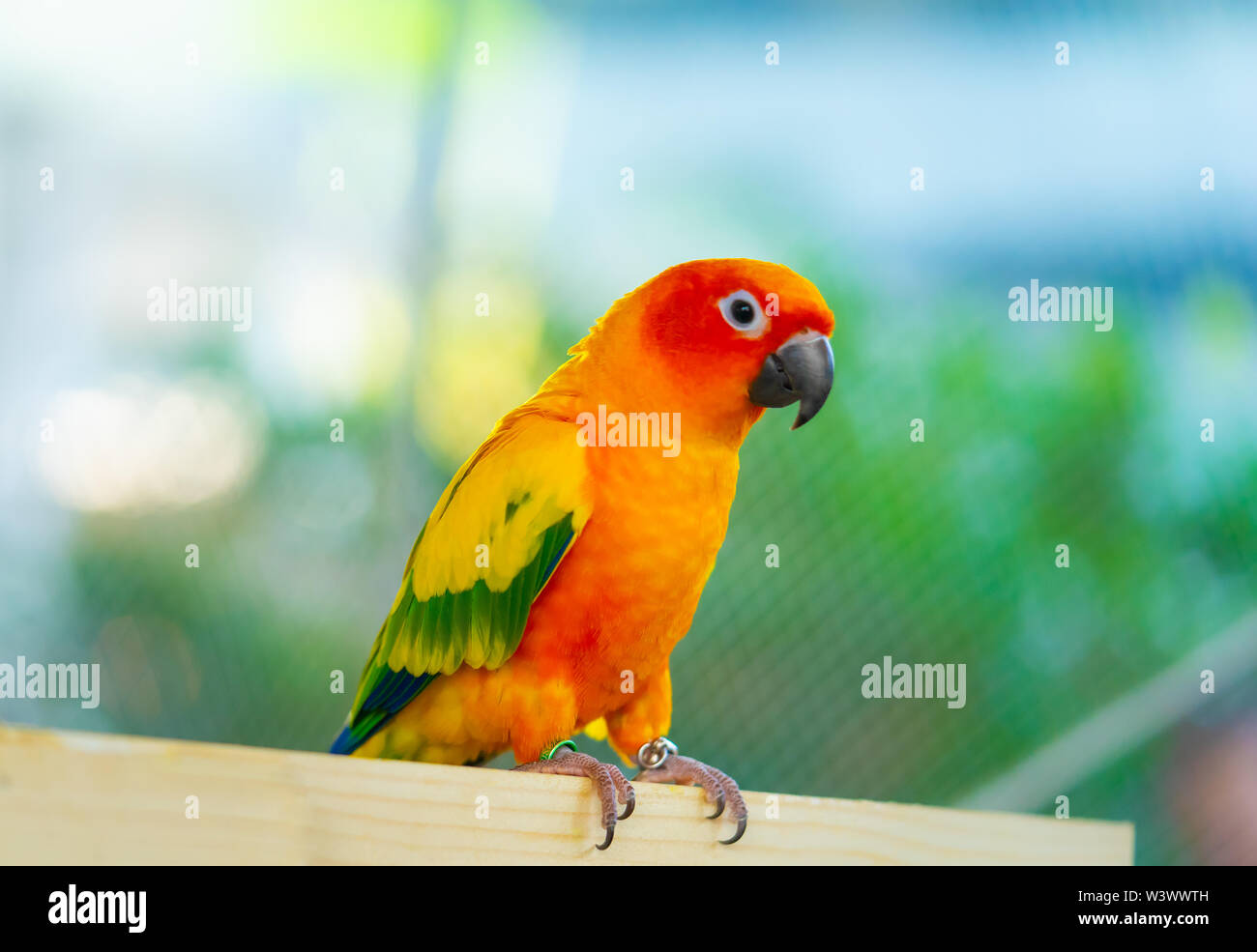 Kleine Mini orange pet Papagei auf einem Holzbrett Stockfoto