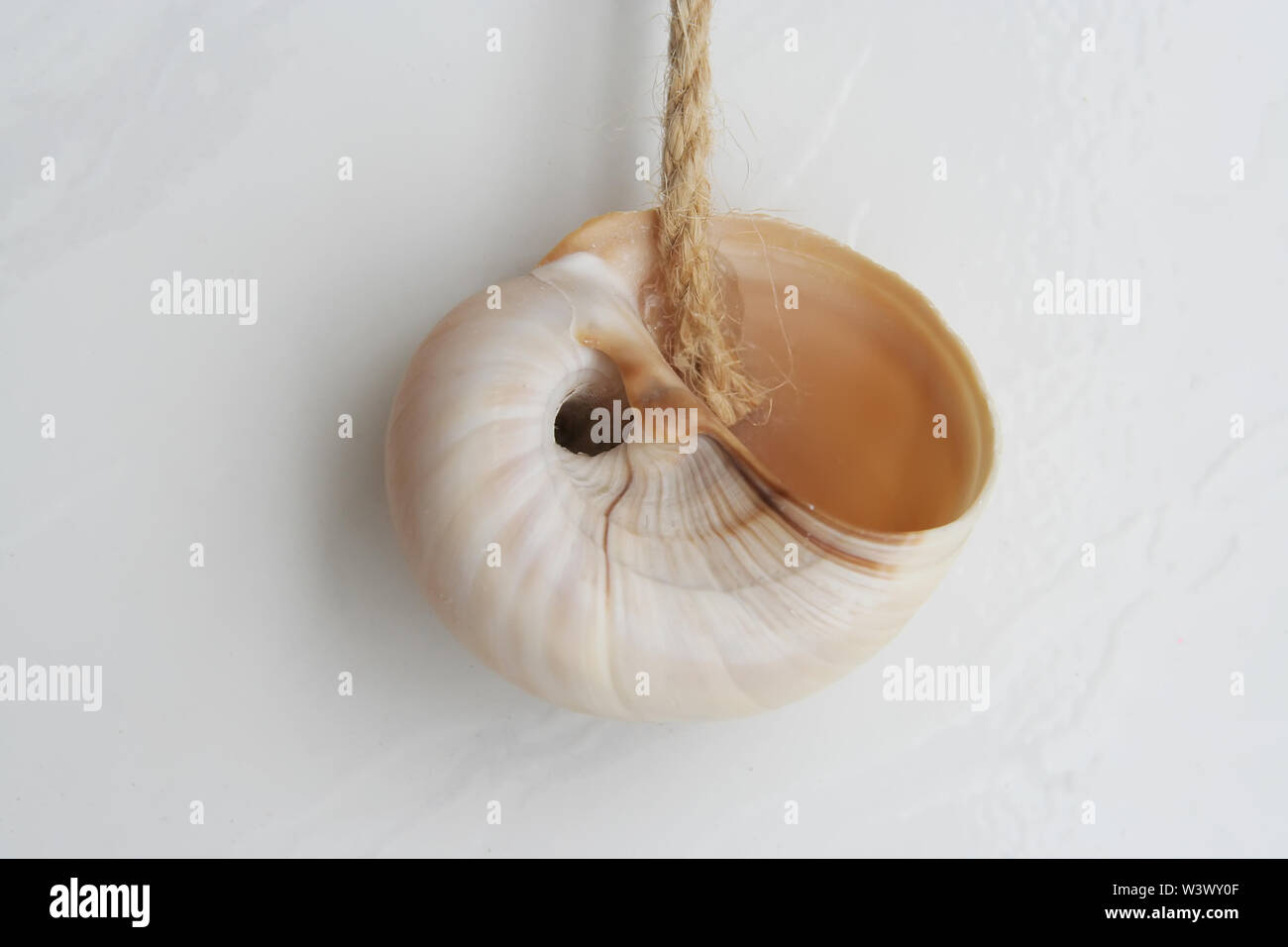 Sea Shell als Wanddekoration. Sea Shell. Sea Shell hängend an einem Seil. Stockfoto