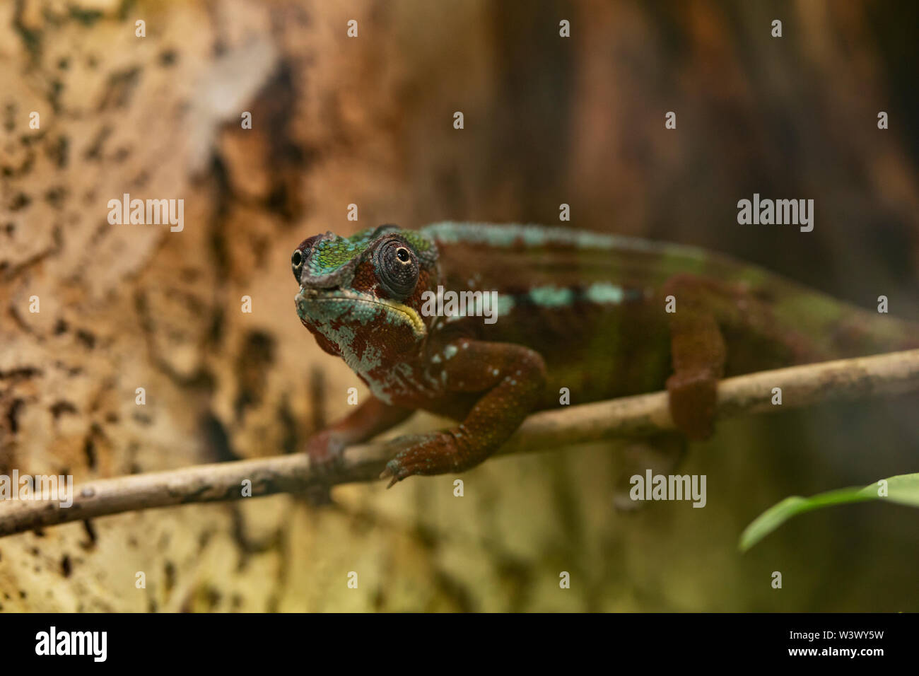 Ein männliches Pantherchamäleon (Furcifer pardalis), das im östlichen und nördlichen tropischen Wald Madagaskars beheimatet ist, thront auf einem Baumzweig. Stockfoto