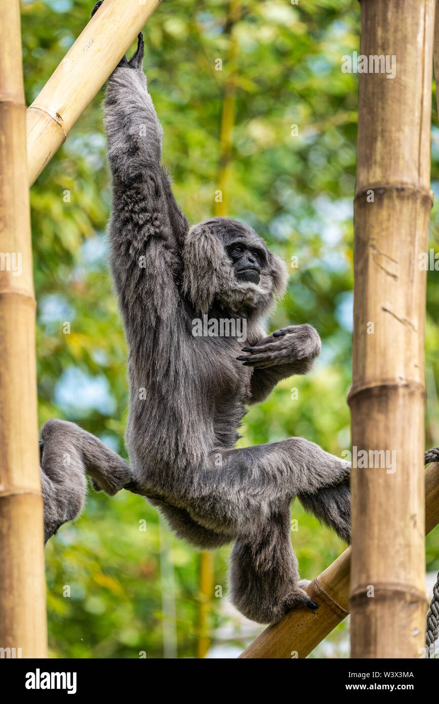 Silbrig Gibbon, Hylobates moloch im Zoo Stockfoto