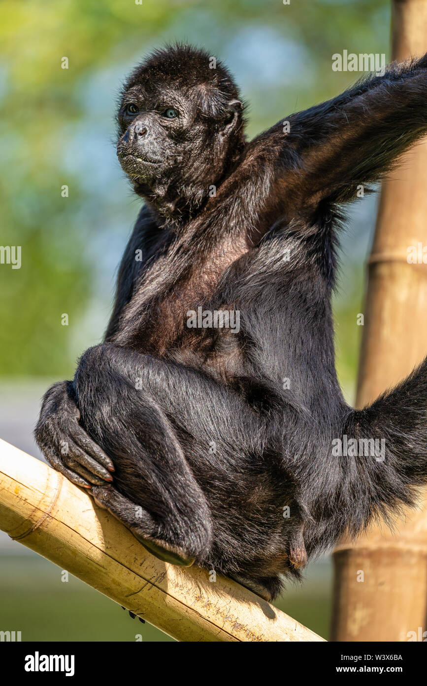 Die black-headed Klammeraffen, Ateles fusciceps ist eine Pflanzenart aus der Gattung der Spider Monkey Stockfoto