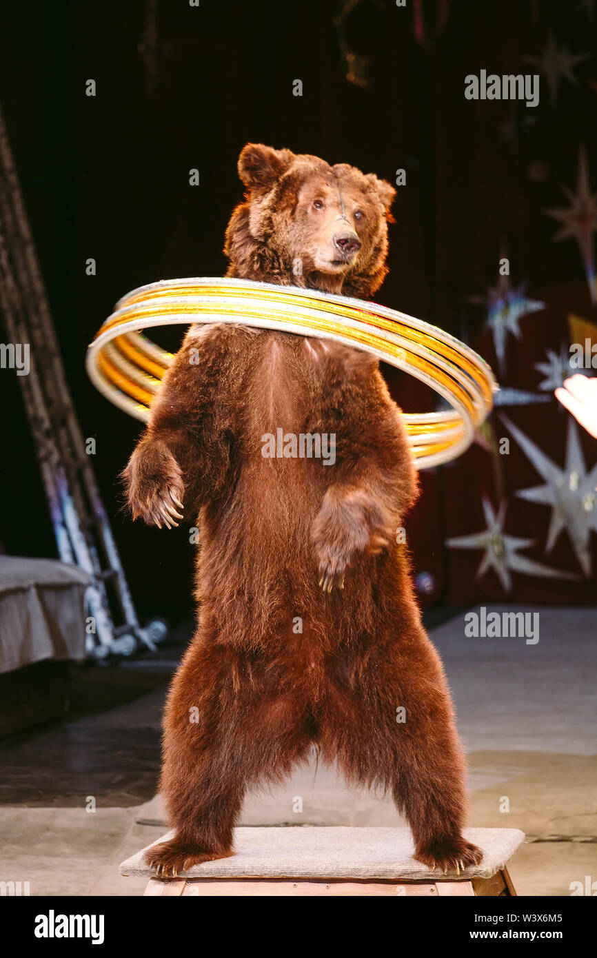 Zirkus Braunbär auf eine Rede auf der Arena. Stockfoto