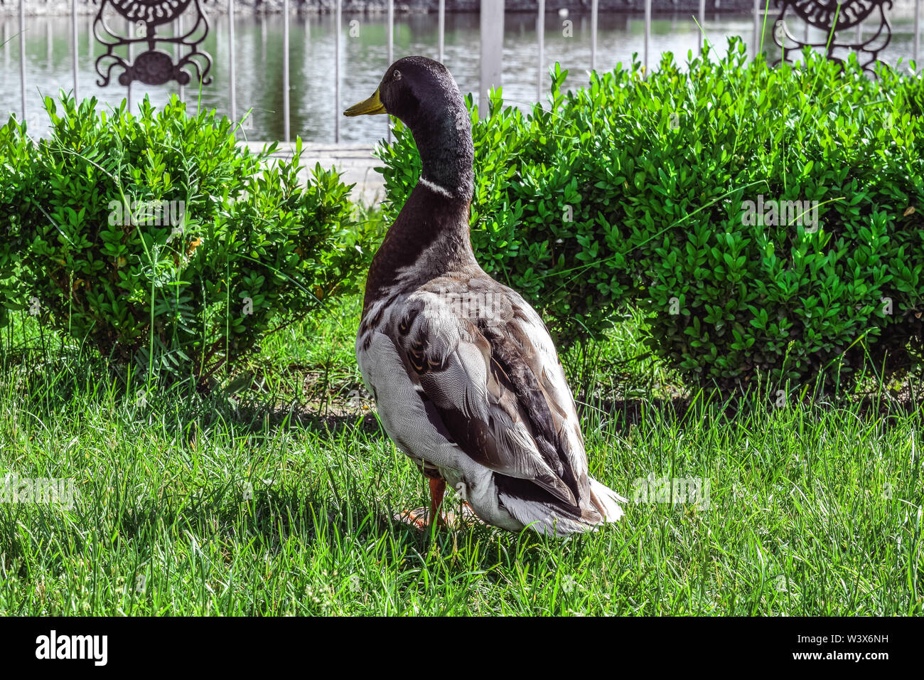 Eine Ente läuft auf einem grünen Rasen Stockfoto