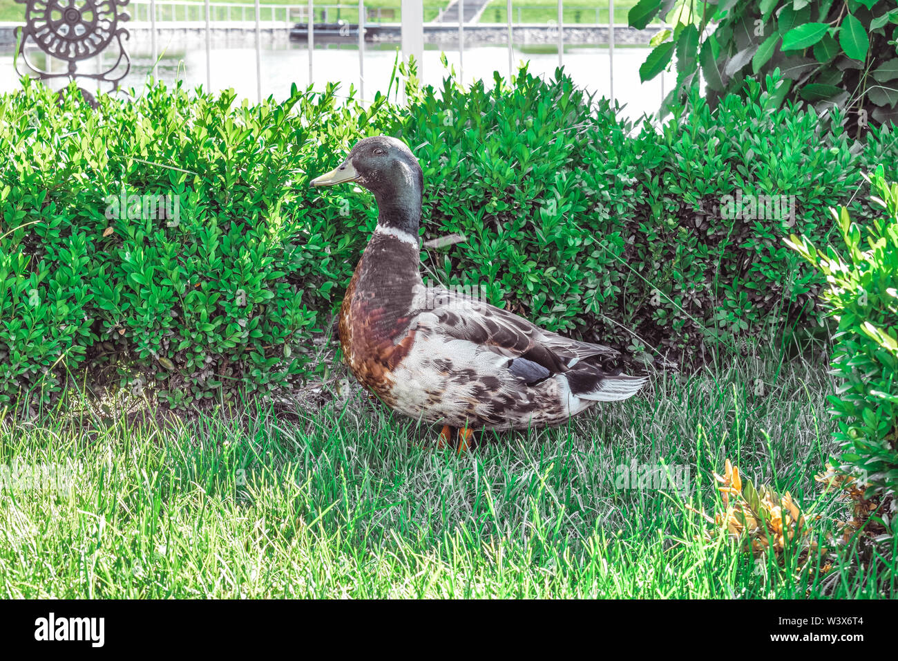 Eine Ente Wanderungen auf der grünen Wiese an einem warmen und sonnigen Sommer Tag Stockfoto