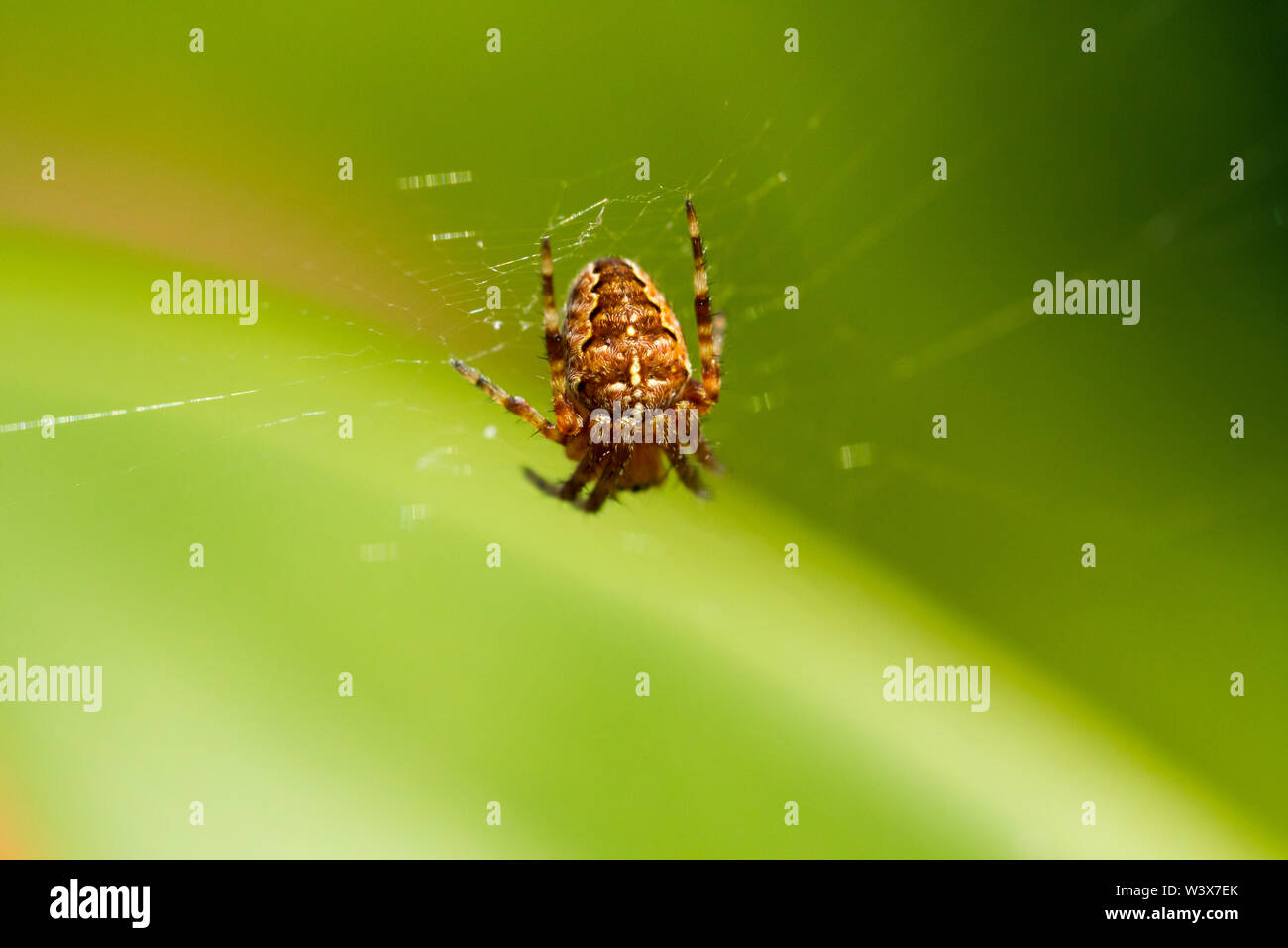 Araneus diadematus, European Garden Spider, Spinne, Diadem Kreuz orbweaver, orb-Weber. Vereinigtes Königreich Stockfoto