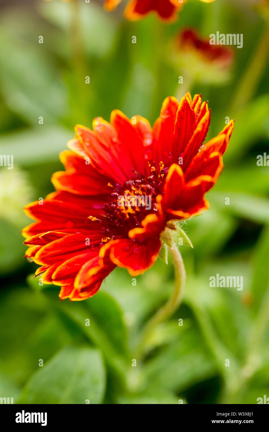 Gaillardia aristata Blume Nahaufnahme im Sommer, England, Vereinigtes Königreich Stockfoto
