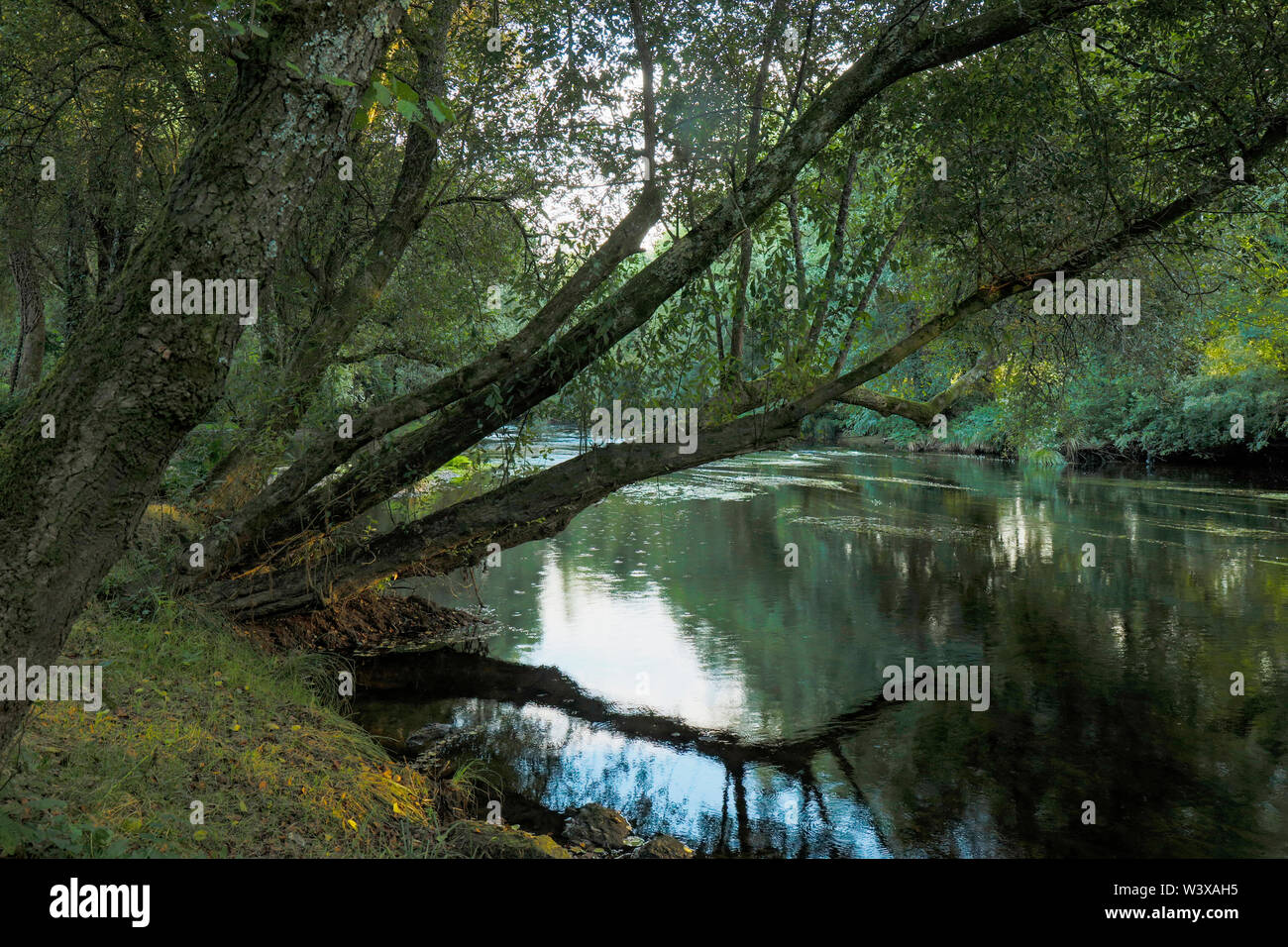 Bäume überragt die Tambre River bei Sigueiro, Provinz La Coruna, Galicien, Spanien. Stockfoto