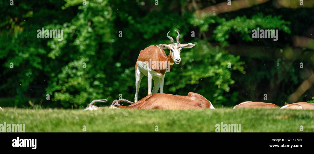 Dama Gazelle, Gazella dama mhorr oder mhorr Gazelle ist eine Pflanzenart aus der Gattung der Gazelle Stockfoto