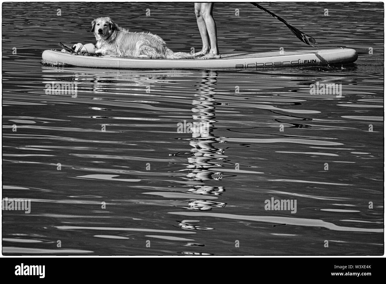Schwarze und weiße Schuß eines nassen Hund auf einem SUP Board. Paddler nur sichtbar, von den Knien abwärts, Teil der Paddel und Reflexion auf dem Wasser Stockfoto
