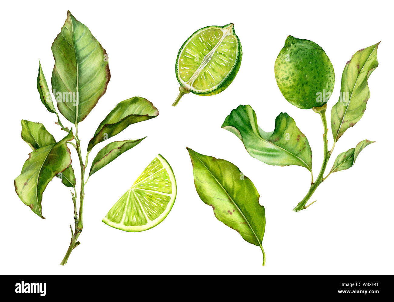 Aquarell botanischer Illustration Kalk Obst Baum Blätter Stockfoto
