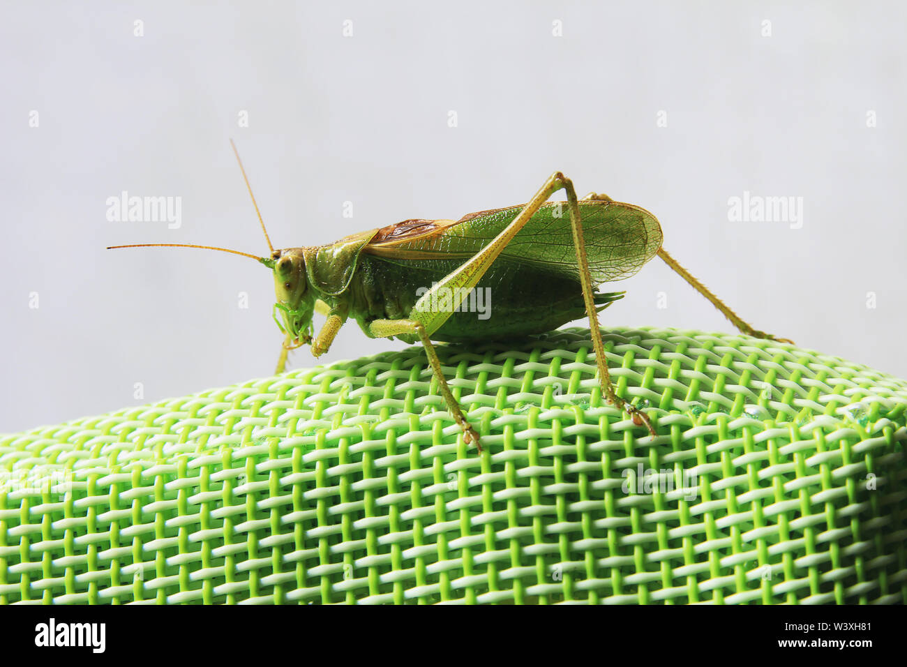 Seite Nahaufnahme Bild einer Heuschrecke sitzt auf einem grünen Synthetische zurück von einem Garten Stuhl Stockfoto