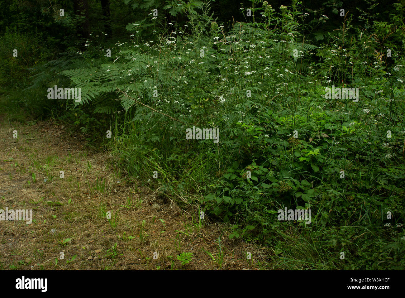Foto von der natürlichen Umwelt in einer kleinen Stadt in Polen Stockfoto