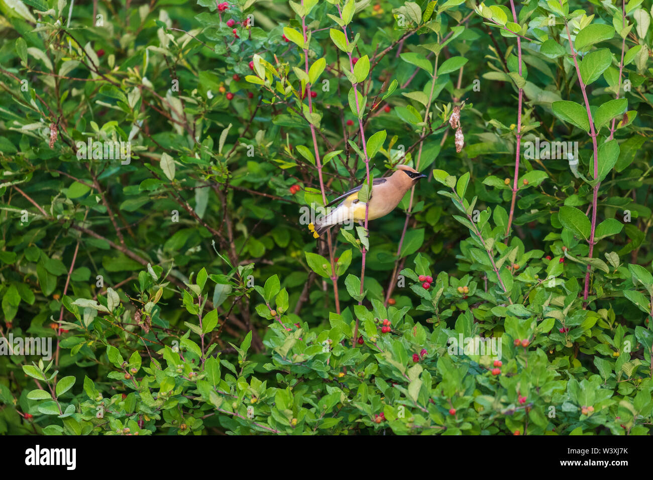 Cedar waxwing Fütterung in einem andern Geißblatt Bush. Stockfoto