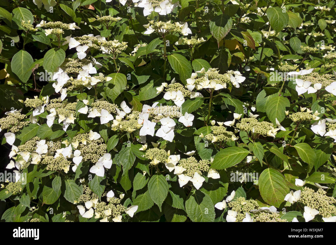 Nahaufnahme der Creme Lacecap Hortensia Blumen Blume (Hortensia macrophylla normalis) im Sommer England Großbritannien Großbritannien GB Großbritannien Stockfoto