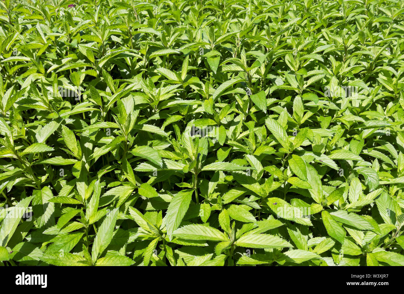 Nahaufnahme von Minzpflanzen, die im Sommer auf einem Zuteilungsgarten wachsen England Vereinigtes Königreich GB Großbritannien Stockfoto