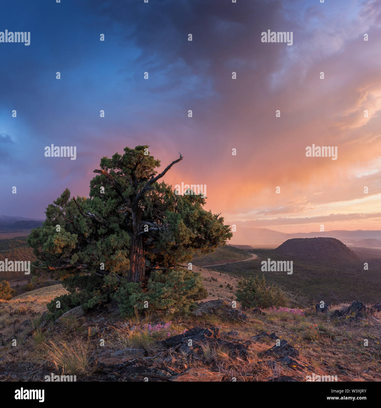 Landschaft mit einsamen Baum und dunklen und bunten stürmischen Himmel. Kiefernbaum weht in den Winden vor einem Sturm oder Hurrikan. Landschaftskonzept Stockfoto