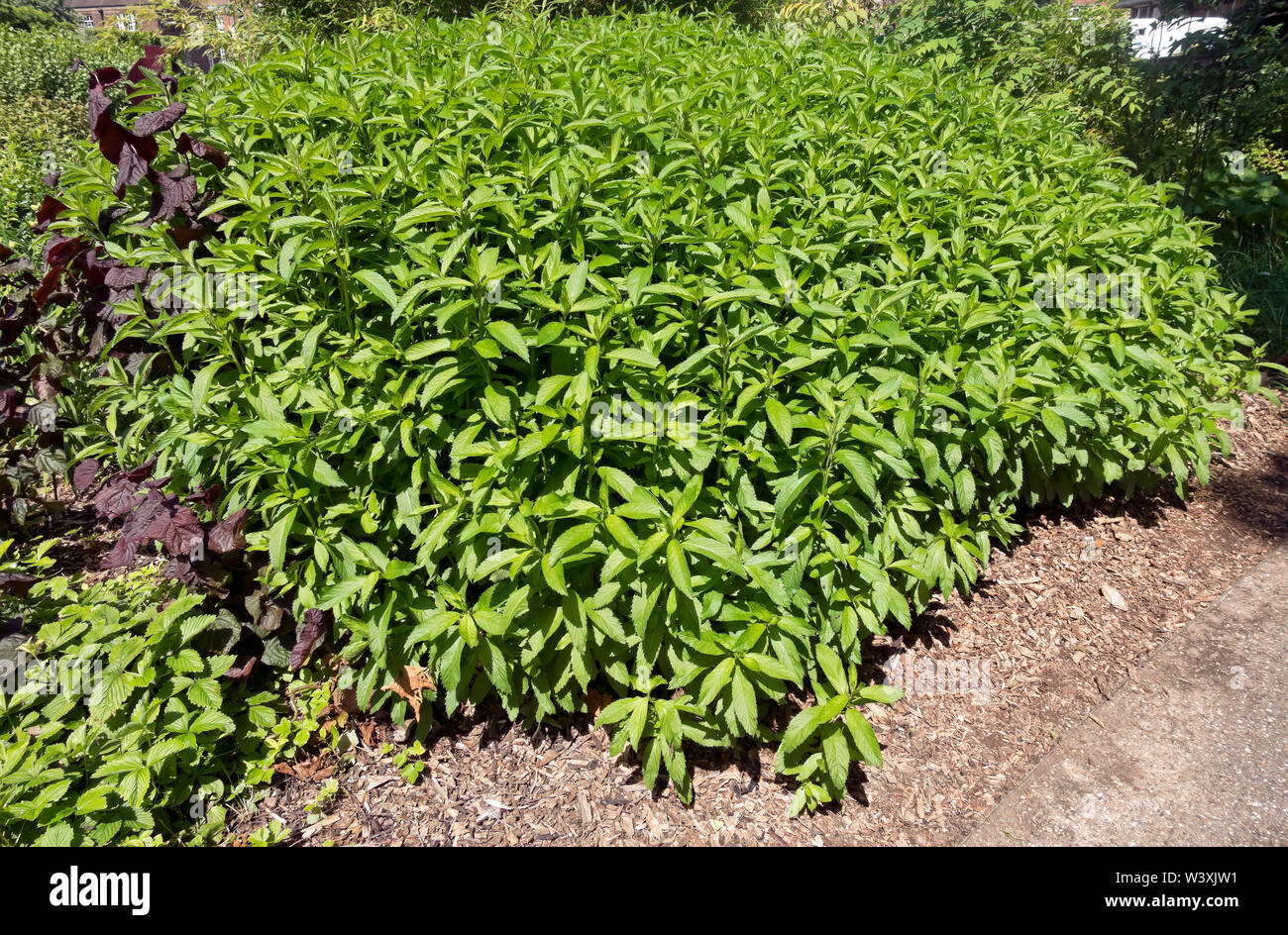 Nahaufnahme von Minzpflanzen, die im Sommer auf einem Zuteilungsgarten wachsen England Vereinigtes Königreich GB Großbritannien Stockfoto