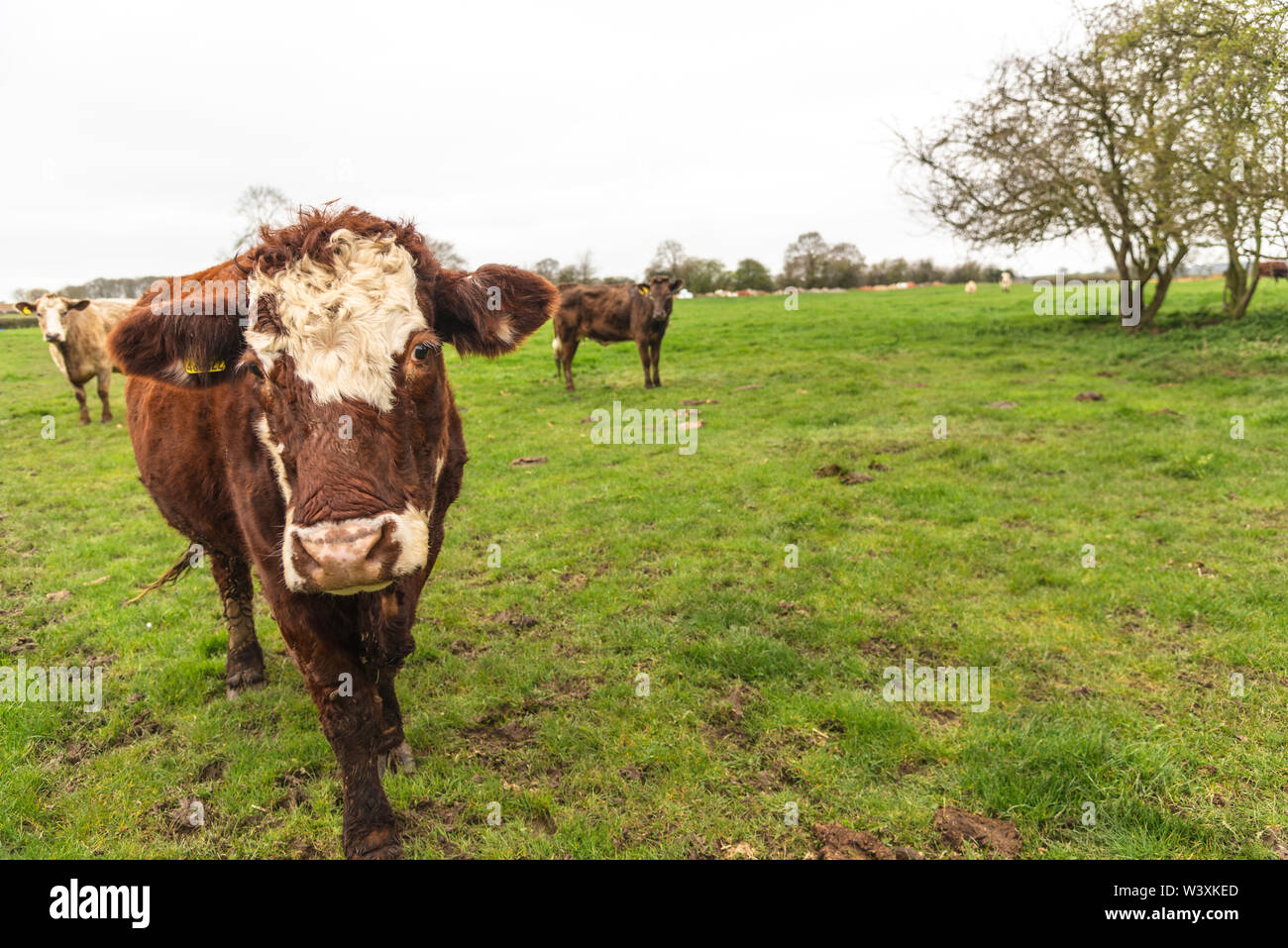 Neugierige Kühe im Bereich DE Stockfoto