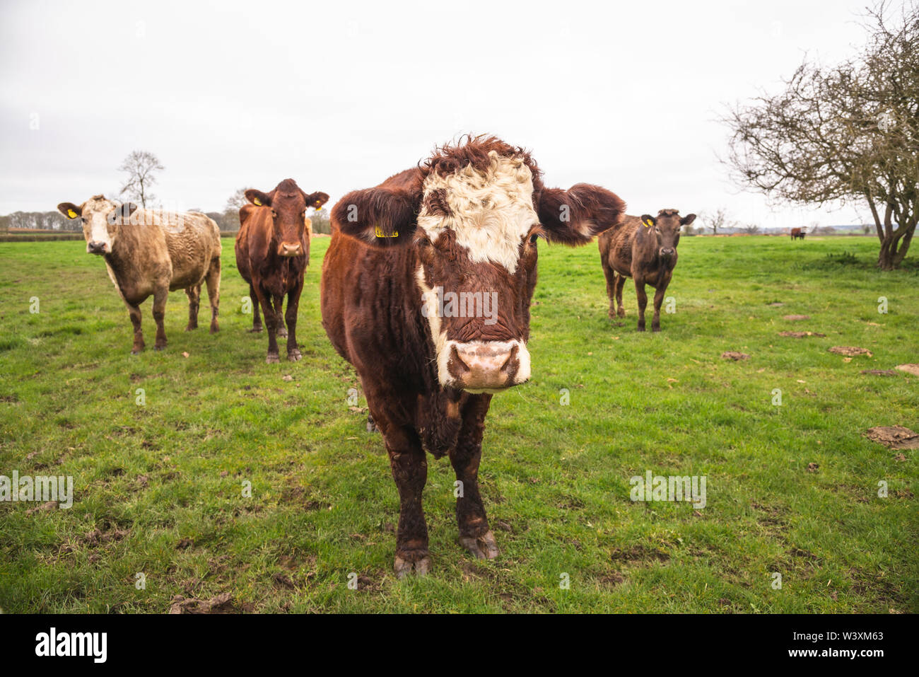 Neugierige Kühe im Bereich DE Stockfoto
