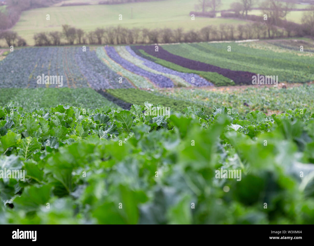 Brassica Erntegut Leicestershire, Großbritannien Stockfoto