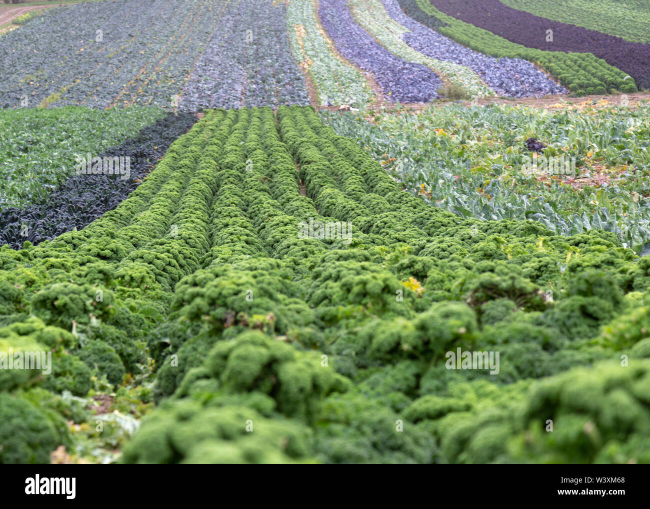 Brassica Erntegut Leicestershire, Großbritannien Stockfoto