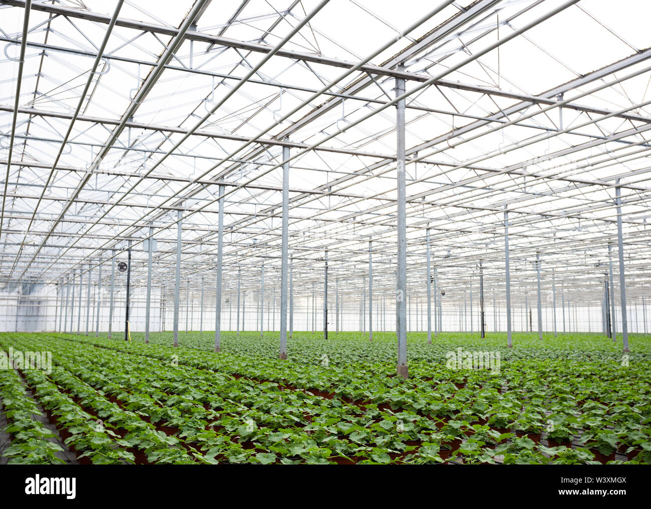Gärtnerei Gewächshaus Pflanzen UK Stockfoto