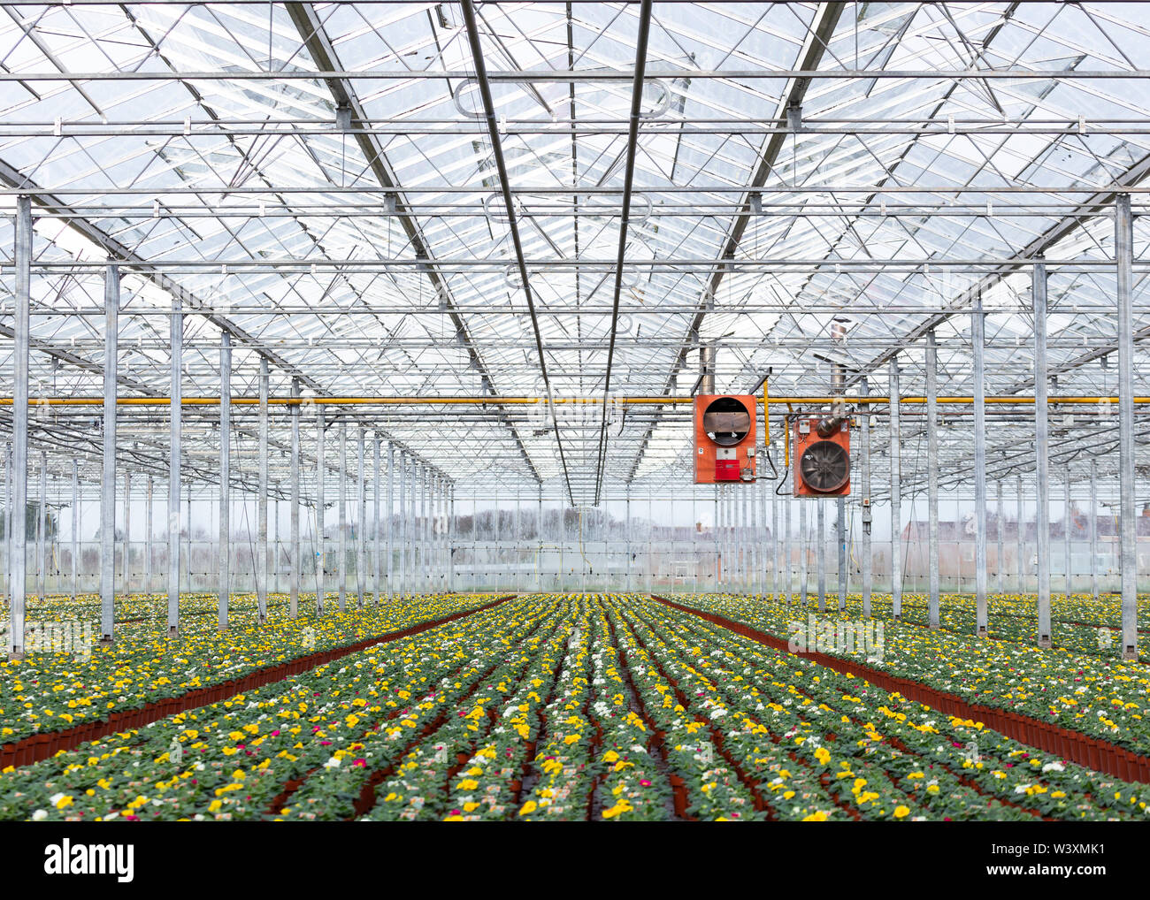 Gärtnerei Gewächshaus Pflanzen UK Stockfoto