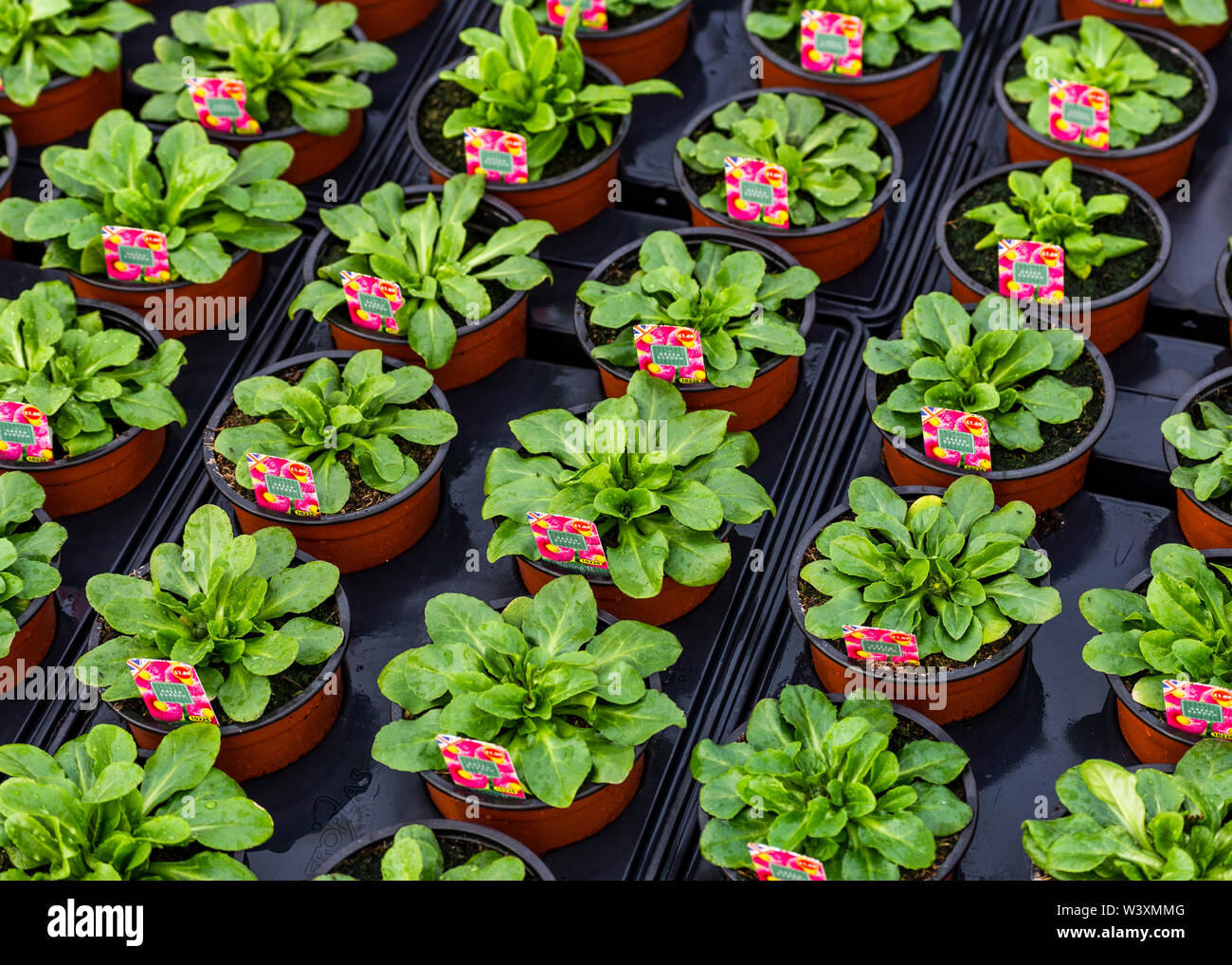 Bunte Blume Pflanzen in Töpfen auf der Gärtnerei UK Stockfoto