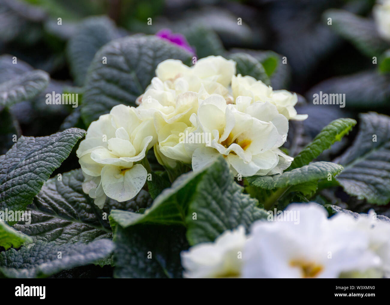 Bunte Blume Pflanzen in Töpfen auf der Gärtnerei UK Stockfoto