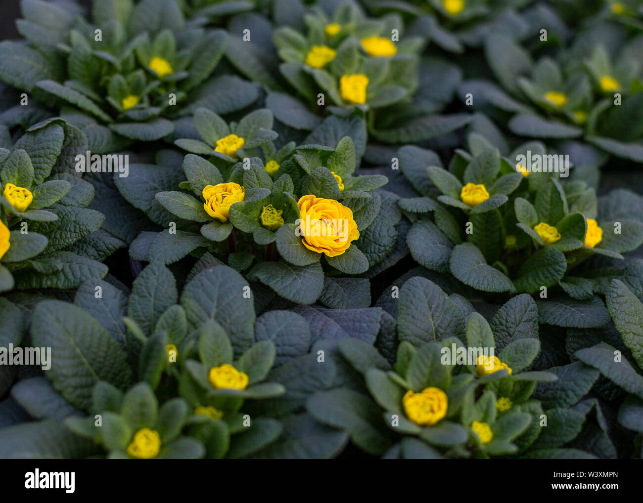Topfpflanzen Blume Pflanzen auf der Gärtnerei UK Stockfoto