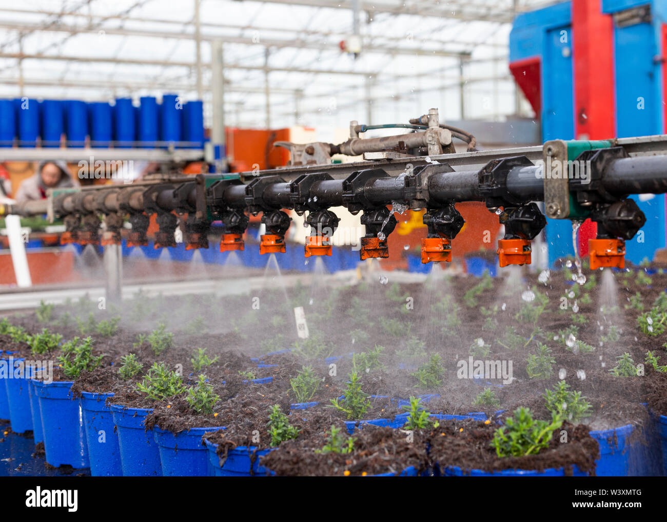 Die automatische Bewässerung von Topfpflanzen in Kindergärten UK Stockfoto