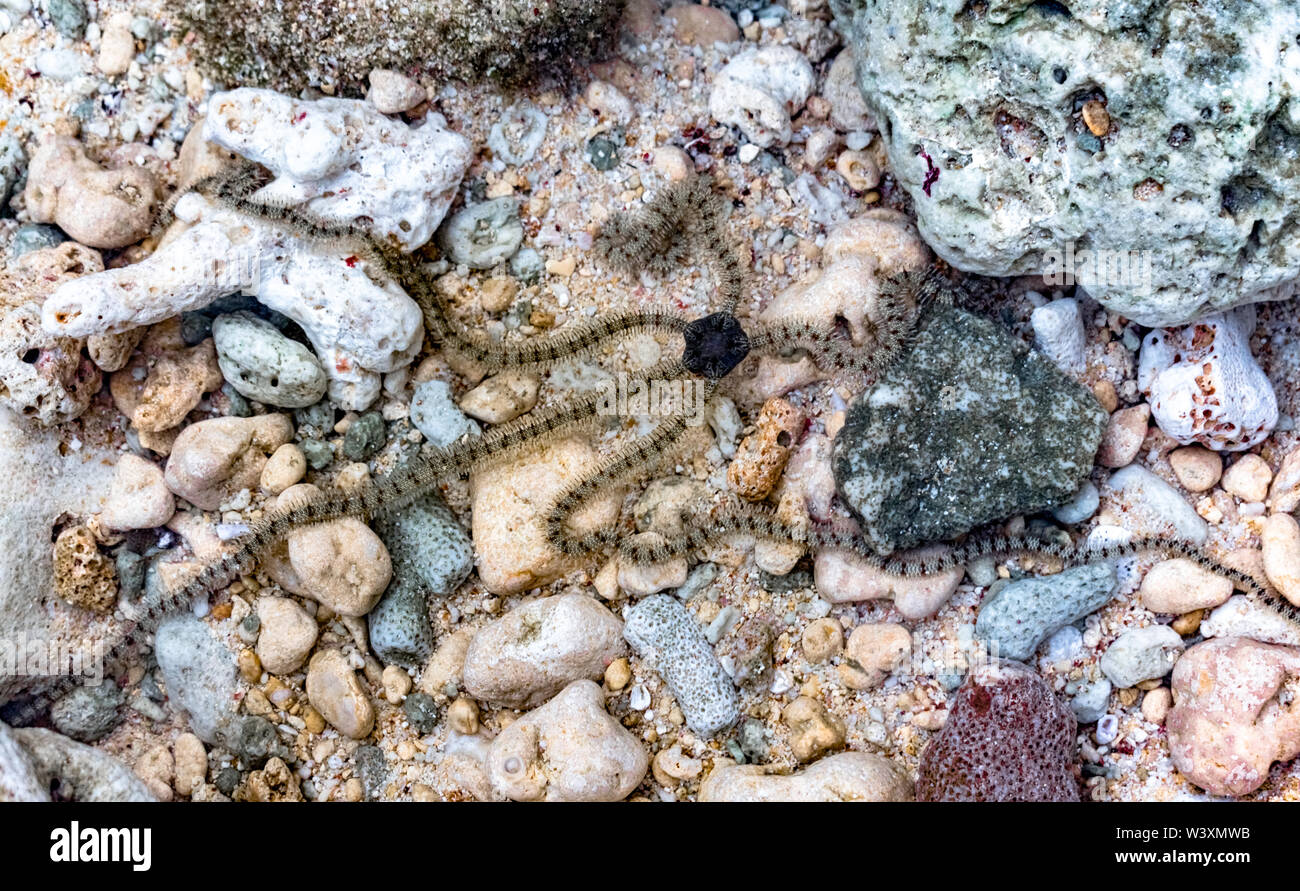 Ophionereis reticulata (vernetztem spröde Star). Close-up-fotografieren Unterwasser von SPRÖDEN Stern während der Fortbewegung im natürlichen Lebensraum. Stockfoto