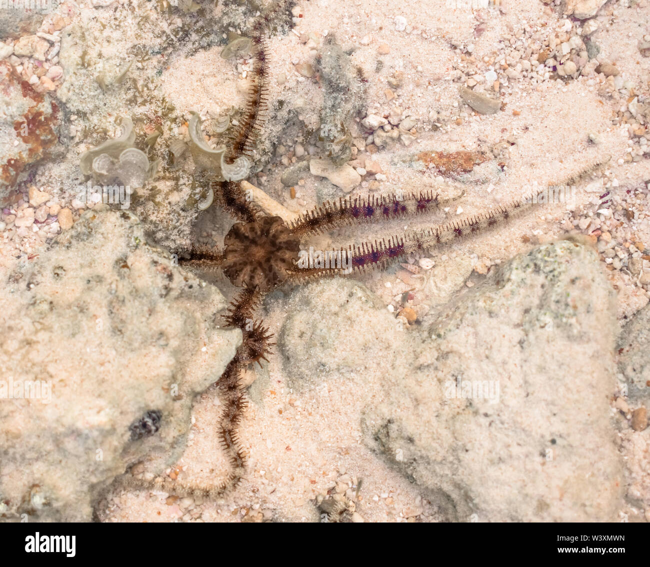 Wissenschaftliche ID: Ophiocoma echinata (Stacheligen ophiocoma). Foto Unterwasser der spröden Sea Star während der Fortbewegung in seinem natürlichen Lebensraum. Stockfoto