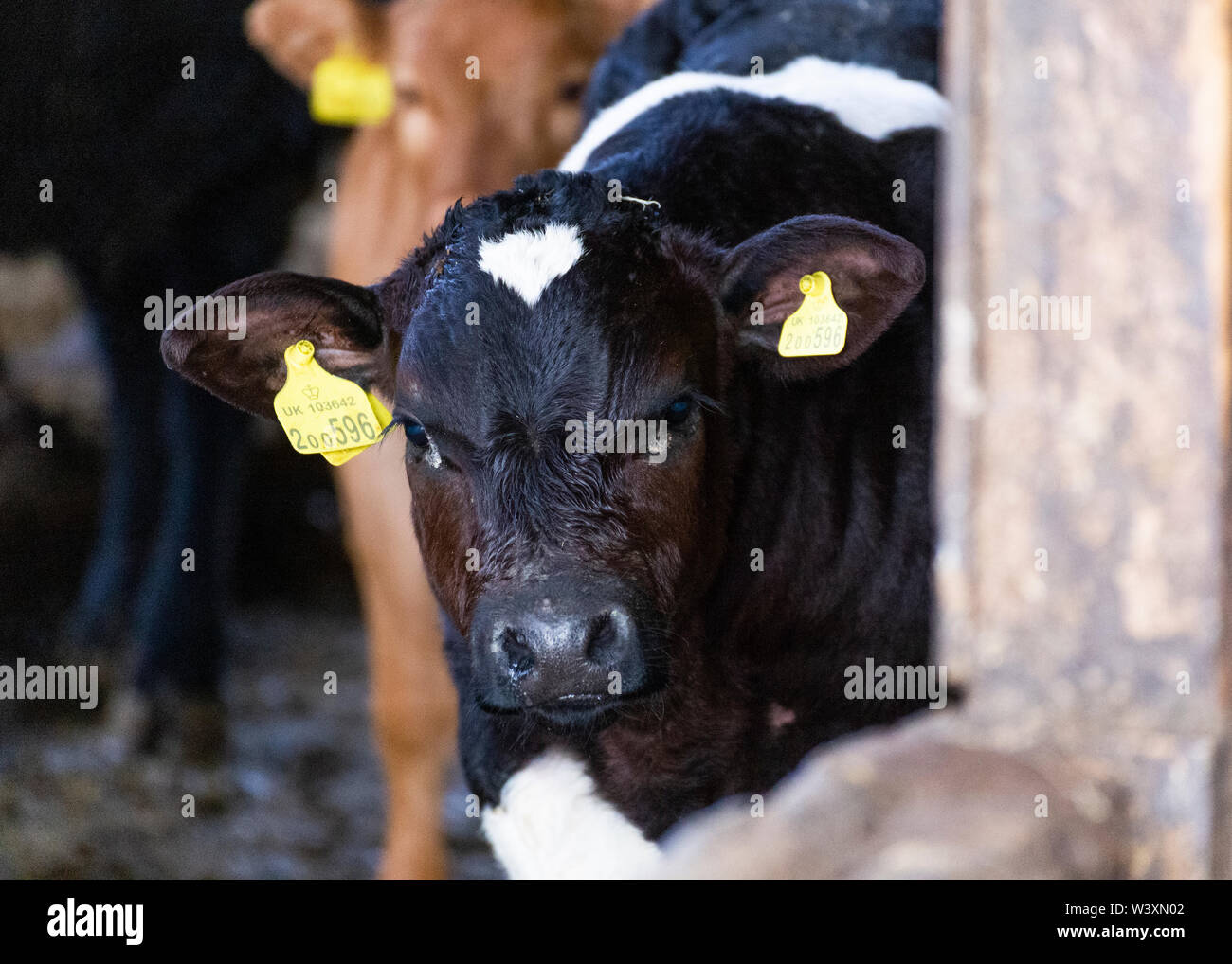 Rind Kuh in Scheune UK Stockfoto