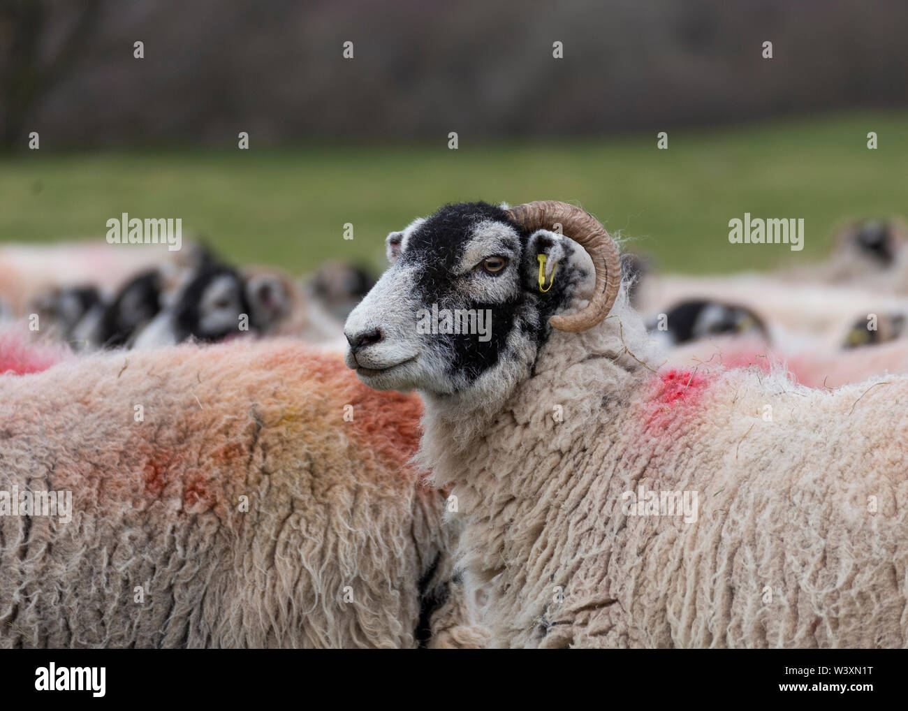 Schafe auf Lancashire Farm UK Stockfoto