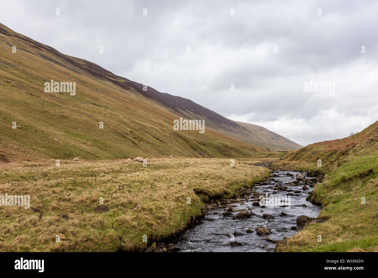 Schafe weiden in der Nähe ein wasserlauf auf Ackerland Lancashire, Großbritannien Stockfoto