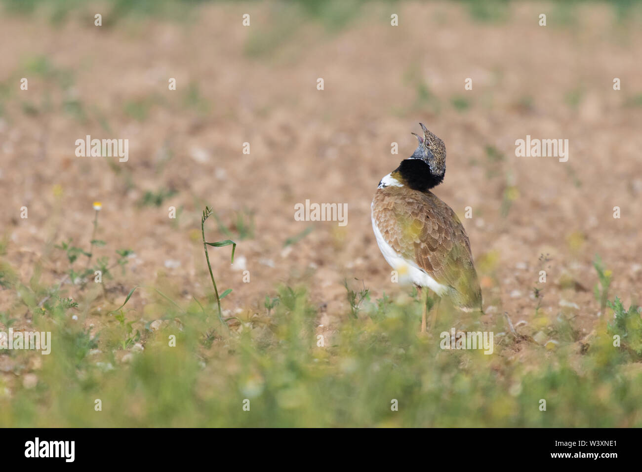 Zwergtrappe (Tetrax tetrax), männlich anzeigen, Lleida, Katalonien, Spanien Stockfoto